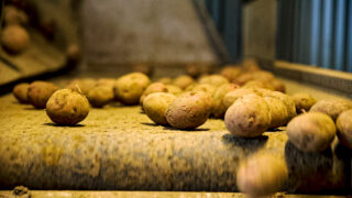 Exports of Scottish seed potatoes to NI to resume in October