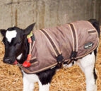 Should I use calf jackets this calving season?