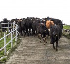 Lameness: The not-so-hidden cost on a dairy farm