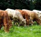 NI groups welcome progress on all-island PGI for grass-fed beef