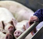 Weekly pig slaughterings hit new low for the year - NPA