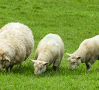 Free service for sheep farmers and advisors could reduce lamb mortality this spring
