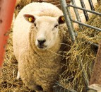 Sheep farmers urged to reduce number of ewes wormed at lambing