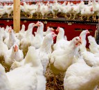 Poultry sector preparing for 'similar outbreak' of bird flu this autumn