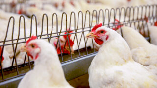 Bird flu: Research shows ‘partial protection’ in gene-edited chickens