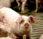 Pigmeat prices struggle to match those seen in 2020