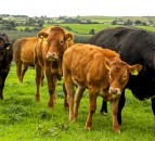 Vet advises farmers to ‘carefully manage cattle lameness’