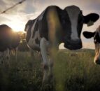 Dairy Focus: Economic and environmental sustainability at Glastry Farm