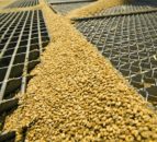 25m tonnes of maize still in Ukrainian feed stores