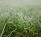 NI grass growth in March below long-term average