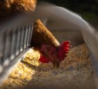 Wynnstay and Humphrey Feeds to combine into one poultry brand