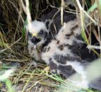 141 hen harrier chicks have fledged this year - Natural England