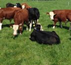 Calf health event to focus on the key stages of calf-to-beef system