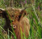 Highland cattle help wetland reserve by grazing vegetation