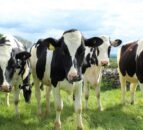 NI food producers getting ‘shafted’ on milk price – UFU