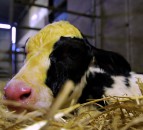 Autumn-calving: Best practice for stomach tubing