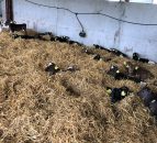 Autumn-calving: Clinical signs of pneumonia in calves
