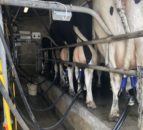 Milk recording should be on the to-do list over the coming weeks