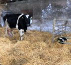 Autumn-calving: Getting ready for calves