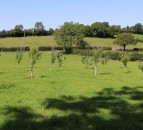 CAFRE set to host orchard management event at Loughry campus