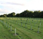 Shropshire farmers plant 4,000 trees in anticipation of ELMS changes