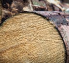 Forestry and timber markets face new challenges over the coming years – report