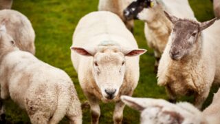Focus: Adding value to a sheep enterprise with ‘lamb ham’