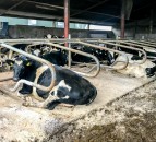 Why is it important to give cows an adequate dry period?