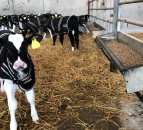 Pneumonia in calves: What are the causes and how to prevent it
