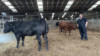 85 springing heifers set for Ballymena ‘Leading Ladies’ sale