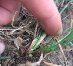 Could you identify perennial ryegrass within a sward?