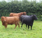 Black or red Aberdeen Angus cattle? The choice is yours