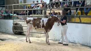 8,000gns achieved at Promise of Protein sale