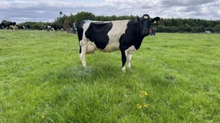 Dairy Focus: Pure Friesian ticking all the boxes in Limerick