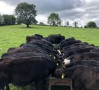 Opinion: What does future sustainability look like for Irish farmers?