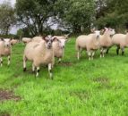 Developing effective grassland management systems for sheep