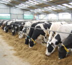 'Northern dairy farmers should not have to cut production'