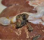 Rise in liver fluke infections spotted in UK cattle and sheep carcasses