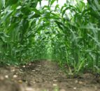 Big maize yields must be protected to reach full potential