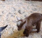 Video: New kid on the block at Boston zoo