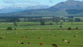 New Zealand beef and sheep farm profits to drop by 30% – report