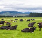 New Zealand delays requirement for farmers to report emissions