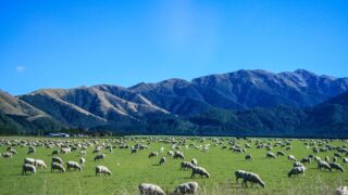 Forestry conversions impact New Zealand livestock numbers