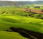 New Zealand's 'largest farmer' to sell off 10 farms totalling 11,650ha