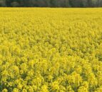 Rapeseed improvements for livestock identified