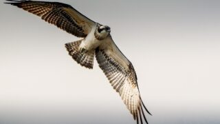 Ospreys breed in NI for first time in over 200 years