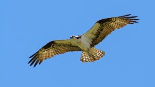 NPWS releases osprey chicks as part of reintroduction programme