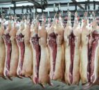 Prime pig prices down 9% as supplies increase