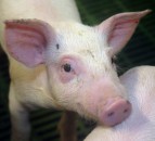 Report shows 8% increase in cost of UK pig meat production