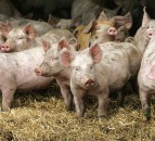 China bans German pork imports after African swine fever case